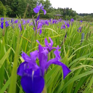 イチハツ,イチハツ,イチハツ,カキツバタ,花言葉の画像