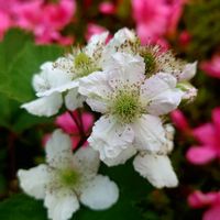 ブラックベリー,サツキ,ブラックベリーの花,可愛い❤,木曜モフモフの画像