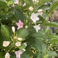 コノテガシワ,コノテガシワ,スズラン,スズラン,ホオノキの画像