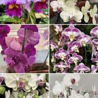 カトレア,胡蝶蘭,カキツバタに似た花の画像
