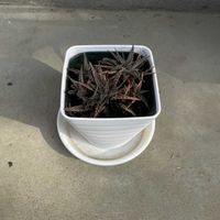 アロエ,iPhone撮影,小さな庭の画像
