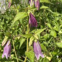 ホタルブクロ,地植え,開花,紫の花,犬とお散歩の画像