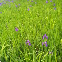 カキツバタ,カキツバタ,ショウブ,ヒトツバタゴ(一つ葉田子),花言葉の画像