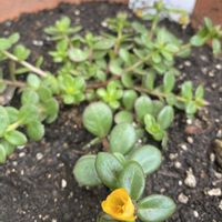ポーチュラカ,黄色の花,緑が好きの画像