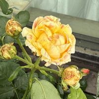 バラ,バラ,バラ クロードモネ,薔薇 クロード・モネ,ベランダガーデニングの画像