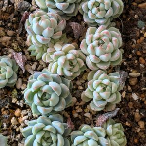 多肉植物,葉挿し,多肉寄せ植え,実生苗,葉挿しっ子の画像
