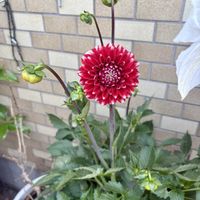 アマリリス,ダリア,ムスカリ,薔薇,ベランダガーデンの画像