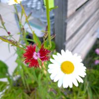 カワラナデシコ,シャスターデージー,30数種の種,30数種の花の種,季節の花の画像