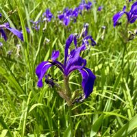 イチハツ,カキツバタ,はち,山野草,花のある暮らしの画像