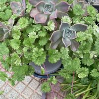 朧月,斑入りグレコマ,寄せ植え,多肉植物,お疲れ様です♡の画像