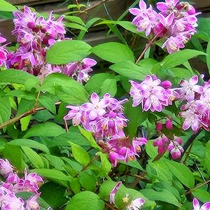 サクラウツギ(桜空木),花のある暮らし,多肉女子,たまには散歩しようねの画像