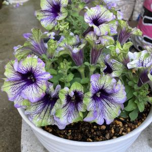ナス科,我が家の鉢植え,ペチュニア属,自然大好き派,園芸もやっていますの画像