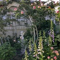 アンティーク,アンティーク雑貨,バラのある暮らし,ばら バラ 薔薇,薔薇愛同盟の画像