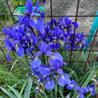 アヤメ,レモン,すだちの花,スダチ,レモン の花の画像