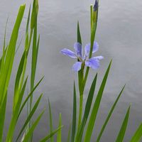 ハナショウブ,キショウブ,山野草,お出掛け先,浮島つり場公園の画像