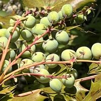 ヒイラギナンテン,今日も元気で,今日も笑顔で♡,花を通じて愛と平和を,グリーンで癒されてねの画像