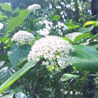 イチハツ,ハクサンボクの画像