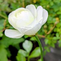 デージー,ラナンキュラス,ビオラ,アイスランドポピー,トラディスカンティアの画像