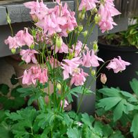 オダマキ,ガーデニング,ボタニカルライフ,山野草,お庭の植物の画像