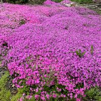 シバザクラ,シバザクラ,小さな花,ピンク,癒しの画像
