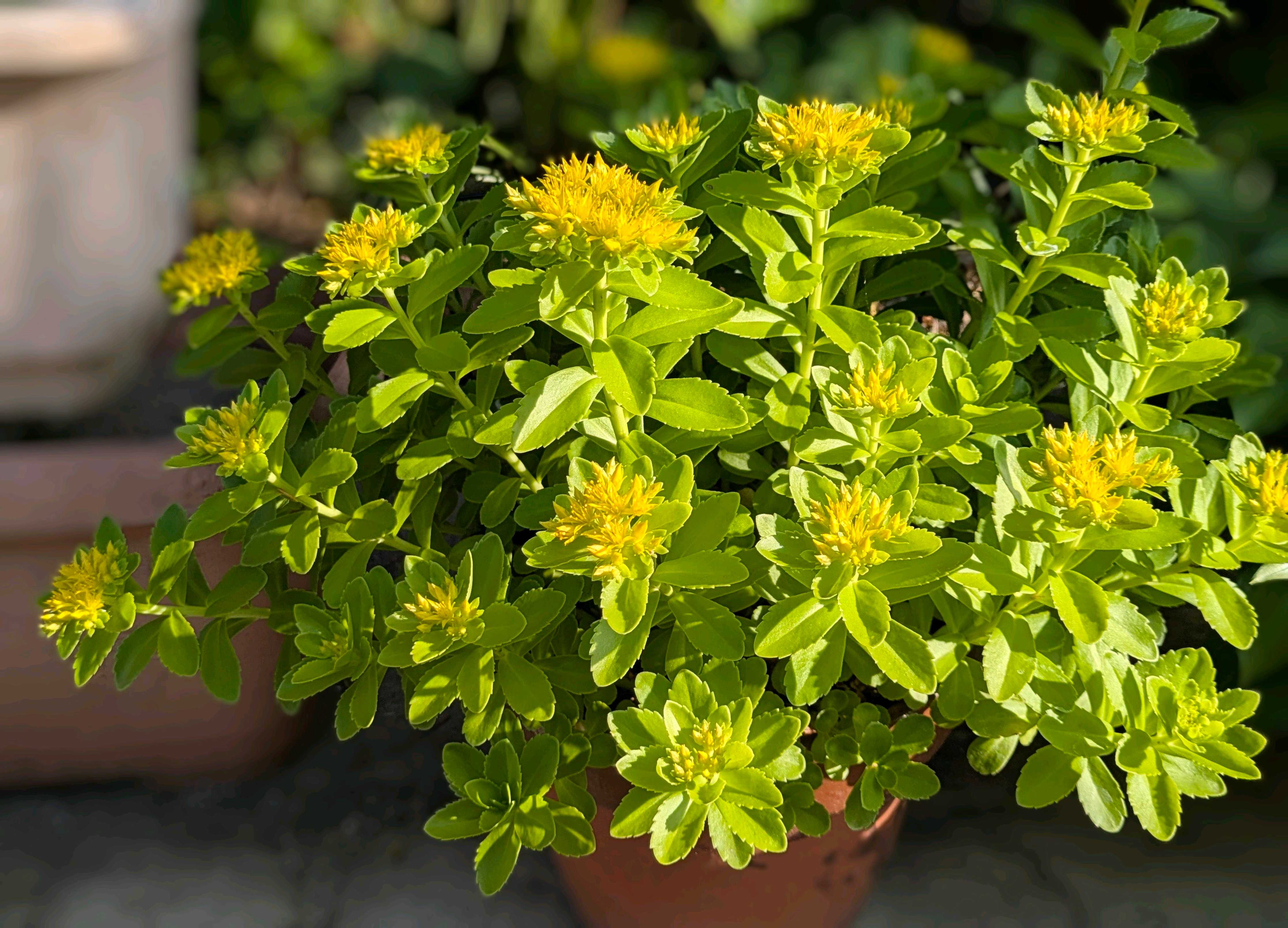 キリンソウ(麒麟草)の育て方｜植え付けや植え替えの時期は