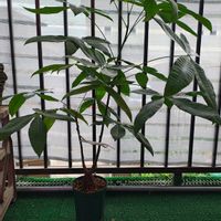 パキラ,観葉植物,ガーデニング,ボタニカルライフ,お庭の植物の画像