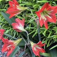 アマリリス,デュランタ,ズッキーニ,丸オクラ,サニーレタスの画像