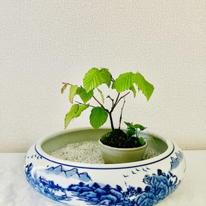 ヒュウガミズキ（日向水木）,盆栽,ミニ盆栽,日向水木,ヒュウガ ミズキの画像
