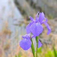 カキツバタ,燕子花,杜若,お花,今日の花の画像