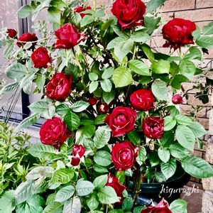 ミニバラ,花のある暮らし,GSに感謝。,想い出,幸福の画像