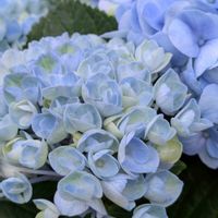 ハイドランジア,紫陽花,成長記録,花のある暮らし,癒し空間の画像