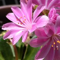 レウィシア,木曜日は桃色,ほんわか♥️ほんのり,花咲く乙女たち♡,エンジェルデーの画像