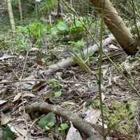 タケ,タケ,タケ,クマガイソウ,クマガイソウの画像
