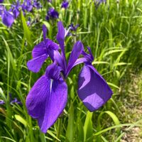 カキツバタ,カキツバタ,スミレ,フイリスミレ,カキツの画像