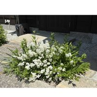 ヒマラヤ杉,枝垂れ桜,ヒメウツギ,スマホ,おでかけ先の画像