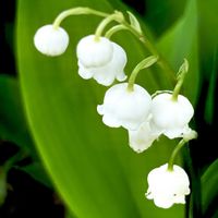 スズラン,わりと好きシリーズ❣️,大自然大好き仲間❣️,Love Natureの画像