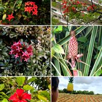 プルメリア,多肉植物の葉挿し,ホタル✨,沖縄の花！,沖縄の花！の画像