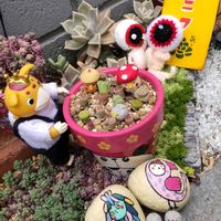 リトープス,ヒメシュウレイ,サンクエール,パープルへイズ,ネジリバナ、別名モジズリの画像