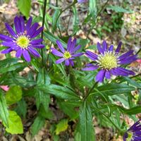 ミヤコワスレ,花のある暮らし,季節のお花,我が家のお花,花好きの画像