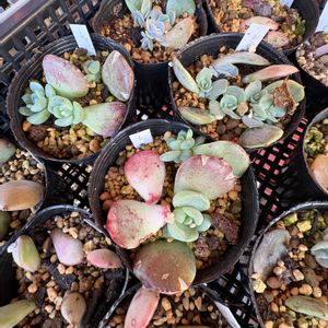 エケベリア,多肉植物,葉挿し,緑のある暮らし,葉挿しっ子の画像
