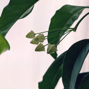 ホヤ ムルチフローラ 天の川 彦星,ホヤ ムルチフローラ 天の川 彦星,多肉植物,観葉植物,植え替えの画像