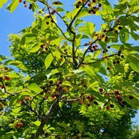 ウメ,サクラ,玉縄桜,木曜日は木の実の画像