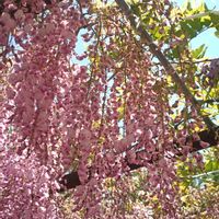 フジ,フジ,藤棚♪,和気町藤公園にて,藤棚の画像