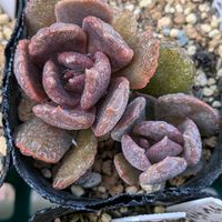 多肉大好き,サボテンの花,多肉植物のある暮らし,葉挿しっこ,サボテンのある暮らしの画像