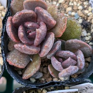 多肉大好き,サボテンの花,多肉植物のある暮らし,葉挿しっこ,サボテンのある暮らしの画像