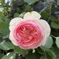 薔薇　ピエールドゥロンサール,花散歩,バラ・ミニバラ,風薫る5月,キュンキュン乙女倶楽部の画像