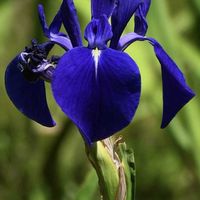 カキツバタ,ニゲラ,ハナショウブ,ノハナショウブ,山野草の画像