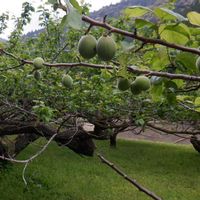 ウメ,植栽の画像