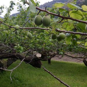 ウメ,植栽の画像