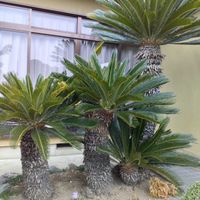 ソテツ,庭木いろいろ,庭木の伐採の画像